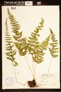 Cystopteris bulbifera image