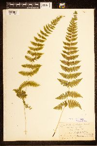 Cystopteris bulbifera image