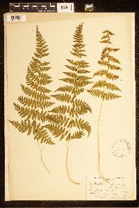 Cystopteris bulbifera image