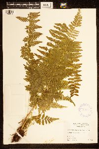 Cystopteris bulbifera image