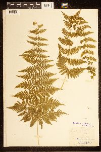 Cystopteris bulbifera image