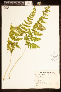 Cystopteris bulbifera image