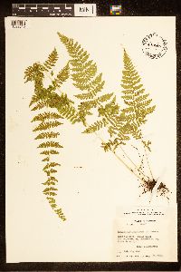 Cystopteris bulbifera image