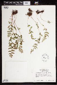 Image Associated With the Occurrence