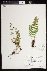 Cystopteris fragilis image