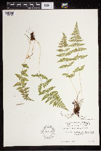 Cystopteris fragilis image