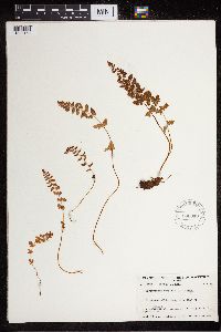 Cystopteris fragilis image