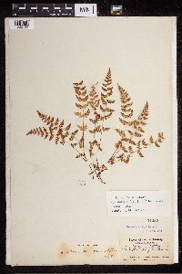 Cystopteris fragilis image