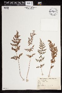 Cystopteris fragilis image