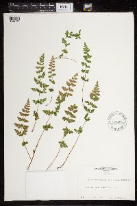 Cystopteris fragilis image