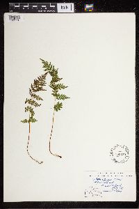Cystopteris fragilis image