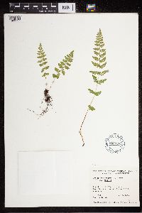 Cystopteris fragilis image