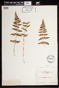 Cystopteris fragilis image