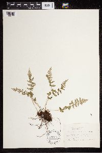 Cystopteris fragilis image