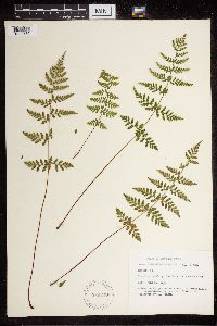 Cystopteris fragilis image