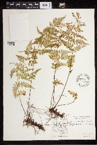 Cystopteris fragilis image