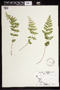 Cystopteris fragilis image