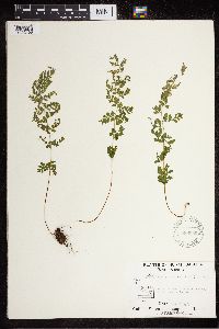 Cystopteris fragilis image