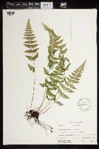 Cystopteris fragilis image