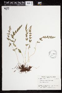 Cystopteris fragilis image