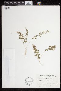 Cystopteris fragilis image