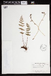 Cystopteris fragilis image