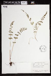Cystopteris fragilis image