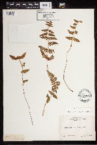 Cystopteris fragilis image