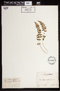 Cystopteris fragilis image