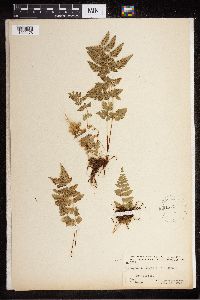 Cystopteris fragilis image