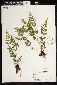 Cystopteris fragilis image
