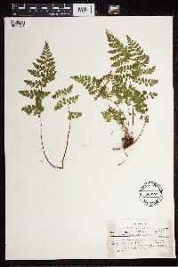 Cystopteris fragilis image