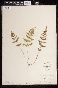 Cystopteris fragilis image
