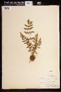 Cystopteris fragilis image