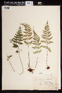 Cystopteris fragilis image