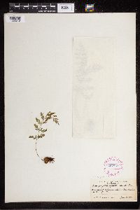 Cystopteris fragilis image