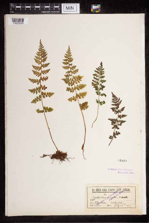 Cystopteridaceae image