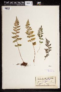 Cystopteris fragilis image