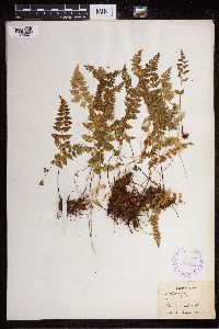 Cystopteris fragilis image