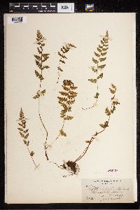 Cystopteris fragilis image