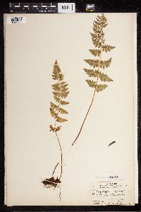 Cystopteris fragilis image