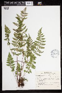 Cystopteris fragilis image