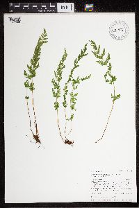 Cystopteris fragilis image