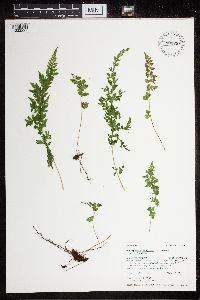 Cystopteris fragilis image