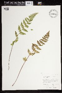 Cystopteris fragilis image