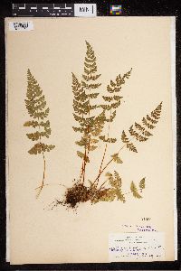 Cystopteris fragilis image