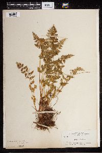 Cystopteris fragilis image