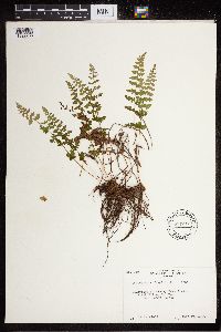 Cystopteris fragilis image