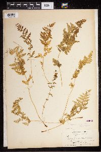 Cystopteris fragilis image