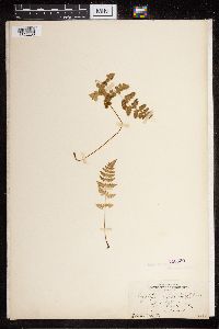 Cystopteris fragilis image